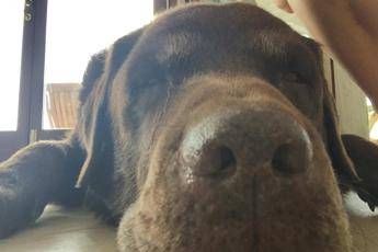 I cani fiutano il coronavirus? In Iran al via l'addestramento I cani fiutano il coronavirus? In Iran al via l'addestramento