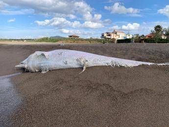 Capodogli spiaggiati in Italia, c'è plastica nel 33% dei casi Capodogli spiaggiati in Italia, c'è plastica nel 33% dei casi