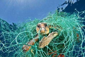 Caretta caretta, 50mila pescate l'anno in Italia, ne muoiono 10mila Caretta caretta, 50mila pescate l'anno in Italia, ne muoiono 10mila