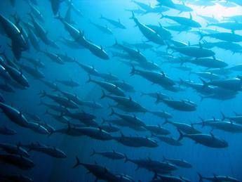 Pesce sostenibile, tonno e salmone certificati per Findus Pesce sostenibile, tonno e salmone certificati per Findus