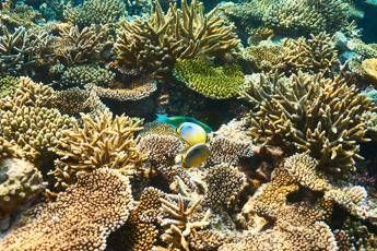 Grande barriera corallina, gli scienziati la 'coltivano' in laboratorio Grande barriera corallina, gli scienziati la 'coltivano' in laboratorio