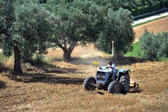 Coronavirus, allo studio bonus lavoratori imprese agroalimentari Coronavirus, allo studio bonus lavoratori imprese agroalimentari