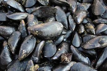 Boom di tossinfezioni alimentari Boom di tossinfezioni alimentari