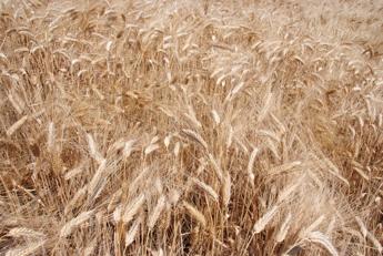 Italmopa: Stoccaggio cereali si conferma inadeguato