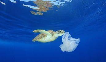 Il 9 agosto è Tartaday, si festeggiano le Caretta caretta