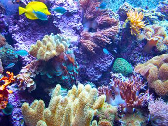 I cambiamenti climatici uccidono il corallo