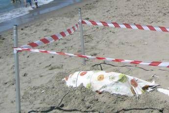 Delfino trovato morto a Ostia Delfino trovato morto a Ostia