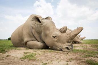 'Corno cura il Covid', rinoceronti in pericolo: nuovo allarme