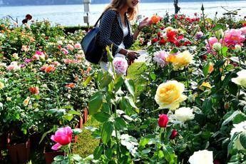 Ansia e solitudine? Ci pensa il 'Flower Power' Ansia e solitudine? Ci pensa il 'Flower Power'
