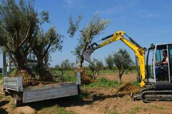 Xylella, Corte giustizia Ue condanna l'Italia