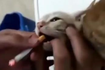 Costringono un gattino a fumare, denunciati