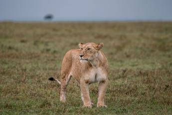 Follia allo zoo, entra nel recinto del leone e balla