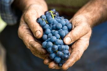 Caviro rende i vini italiani sostenibili: presentato il primo Bilancio 2019