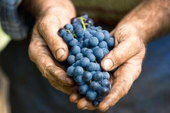 Caviro rende i vini italiani sostenibili: presentato il primo Bilancio 2019 Caviro rende i vini italiani sostenibili: presentato il primo Bilancio 2019