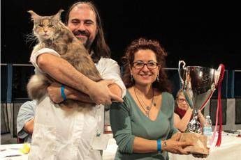 Ecco Calliope, il gatto più bello del mondo Ecco Calliope, il gatto più bello del mondo