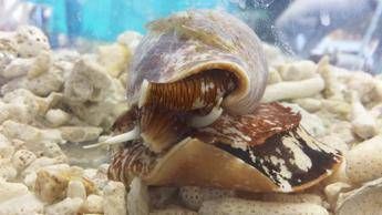 Dal veleno di lumaca di mare molecole 'spegni' dolore Dal veleno di lumaca di mare molecole 'spegni' dolore
