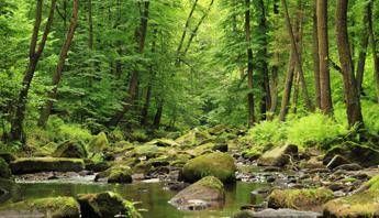 Ecco quanto ci costa la perdita di biodiversità Ecco quanto ci costa la perdita di biodiversità