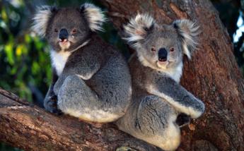 Australia, le fiamme divorano i koala, 8mila dispersi, perso il 30%