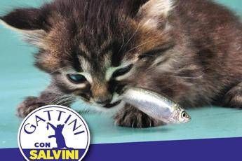 Gattini con Salvini, la 'trollata' del Capitano Gattini con Salvini, la 'trollata' del Capitano