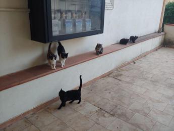 Sette gatti murati vivi, 'davano fastidio al condominio'