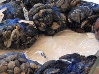 Strage di vongole, a rischio il cenone di Natale