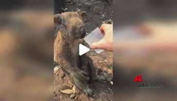 Australia, è morto il koala salvato dalle fiamme Australia, è morto il koala salvato dalle fiamme
