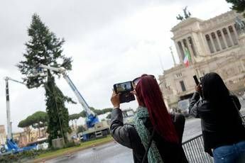 Torna 'Spelacchio' Torna 'Spelacchio'