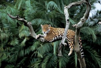 Strage di giaguari in Amazzonia, colpa di incendi e deforestazione