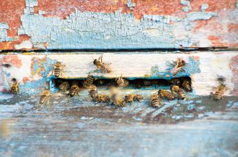 Api e biodiversità, l'Eurocamera adotta due nuove risoluzioni Api e biodiversità, l'Eurocamera adotta due nuove risoluzioni