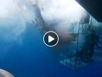 Squalo Morto Per I Turisti Il Video