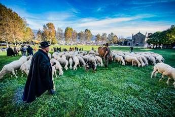 Unesco, transumanza patrimonio umanità