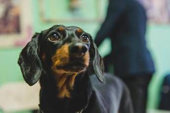 Veterinario confonde telefoni e sopprime cane sbagliato