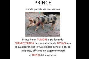 Rubata maialina con tumore, non la mangiate: è tossica Rubata maialina con tumore, non la mangiate: è tossica