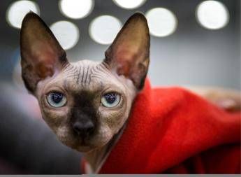 A Natale non comprate cuccioli di razze 'Ogm' A Natale non comprate cuccioli di razze 'Ogm'