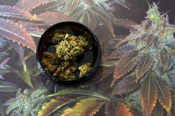Conte: Cannabis? Torneremo ancora sul tema Conte: Cannabis? Torneremo ancora sul tema