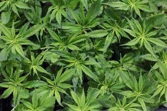 Cannabis light, lo stop è un paragosso per agricoltori Cannabis light, lo stop è un paragosso per agricoltori