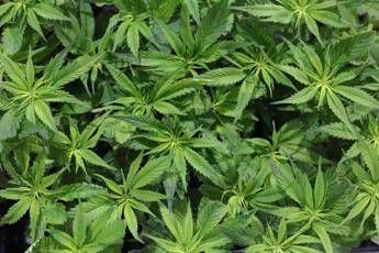 Cannabis light, lo stop è un paragosso per agricoltori