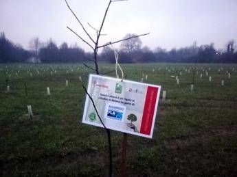 Milano, a dimora il primo albero del 'Bosco del design' Milano, a dimora il primo albero del 'Bosco del design'