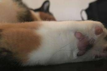 Gatto ucciso a bastonate, insulti social a negoziante sbagliato Gatto ucciso a bastonate, insulti social a negoziante sbagliato