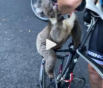 Il koala è stremato, la ciclista gli offre acqua /Video