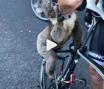Il koala è stremato, la ciclista gli offre acqua /Video Il koala è stremato, la ciclista gli offre acqua /Video