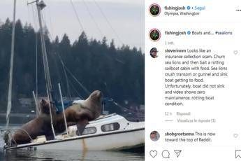 Il 'riposino' dei due leoni marini in barca a vela Il 'riposino' dei due leoni marini in barca a vela