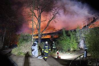Incendio allo zoo, strage di animali in Germania Incendio allo zoo, strage di animali in Germania