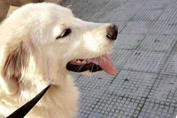 La mia cucciola Diana morta d'infarto per i botti di Capodanno La mia cucciola Diana morta d'infarto per i botti di Capodanno