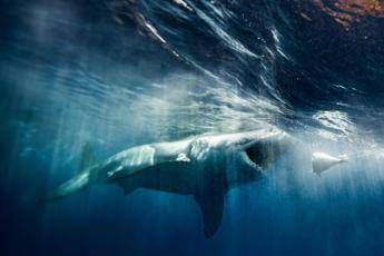 Australia, sub ucciso da uno squalo Australia, sub ucciso da uno squalo