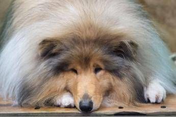 Cane scappa, lo ritrovano all'obitorio accanto al padrone Cane scappa, lo ritrovano all'obitorio accanto al padrone