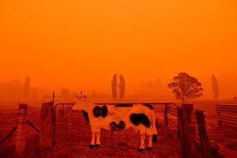 Incendi Australia, 'Thor' dona un milione di dollari Incendi Australia, 'Thor' dona un milione di dollari