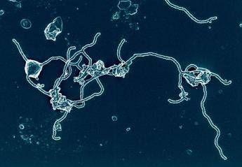Un microbo 'antenato del mondo' Un microbo 'antenato del mondo'