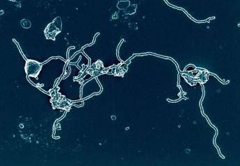 Un microbo 'antenato del mondo'