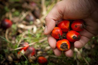 Olio di palma sostenibile: l'azienda più virtuosa è l'italiana Ferrero